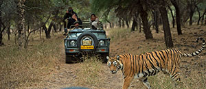 Ranthambore